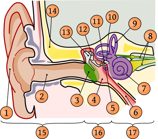 Thoughts about hearing