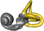 semi-circular canals and cochlea